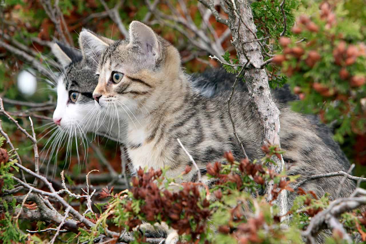 WOHER STAMMT DIE KATZE?