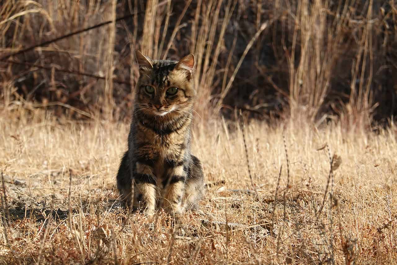 EINE REISE DURCH DIE GESCHICHTE DER KATZE