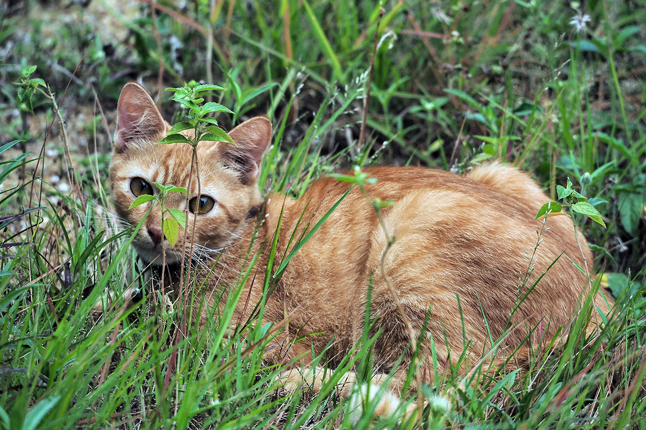 DIE KATZE IST AUF PLATZ EINS