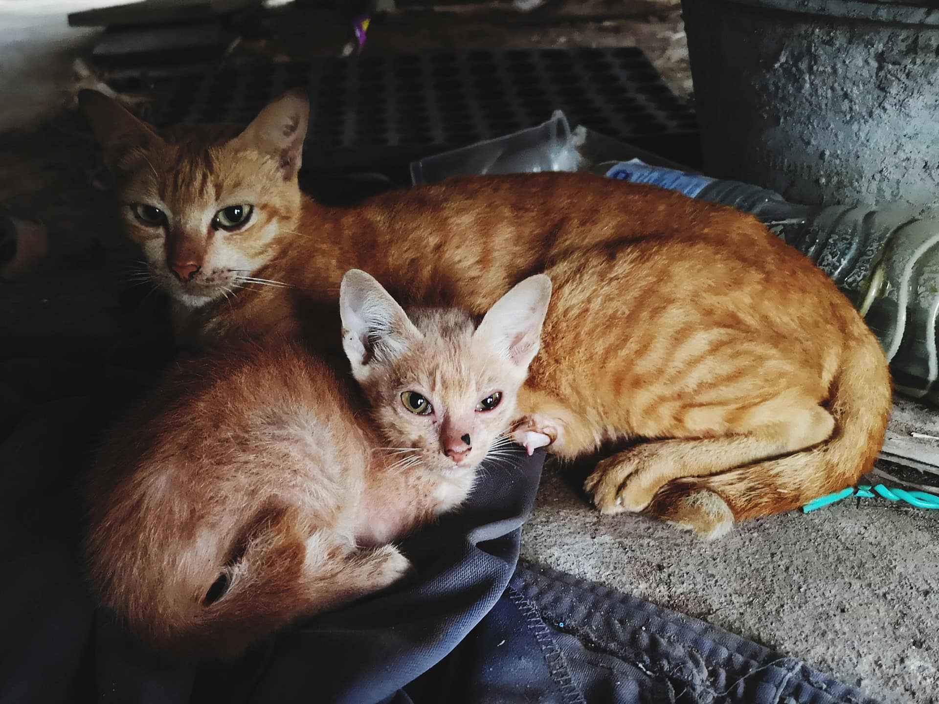 FFTIN TIERHEIMSPONSORING ÜBER KATZEN UND WEITERE TIERE IN TIERHEIMEN